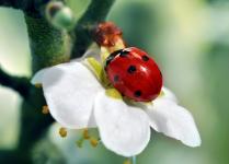 coccinelle