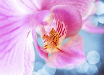 orchidee-rose.jpg