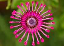 osteospermum.jpg