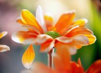 phnatu-fle-039-009-a3-1.jpg